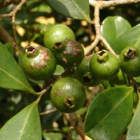 Psidium cattleyanum Sabine